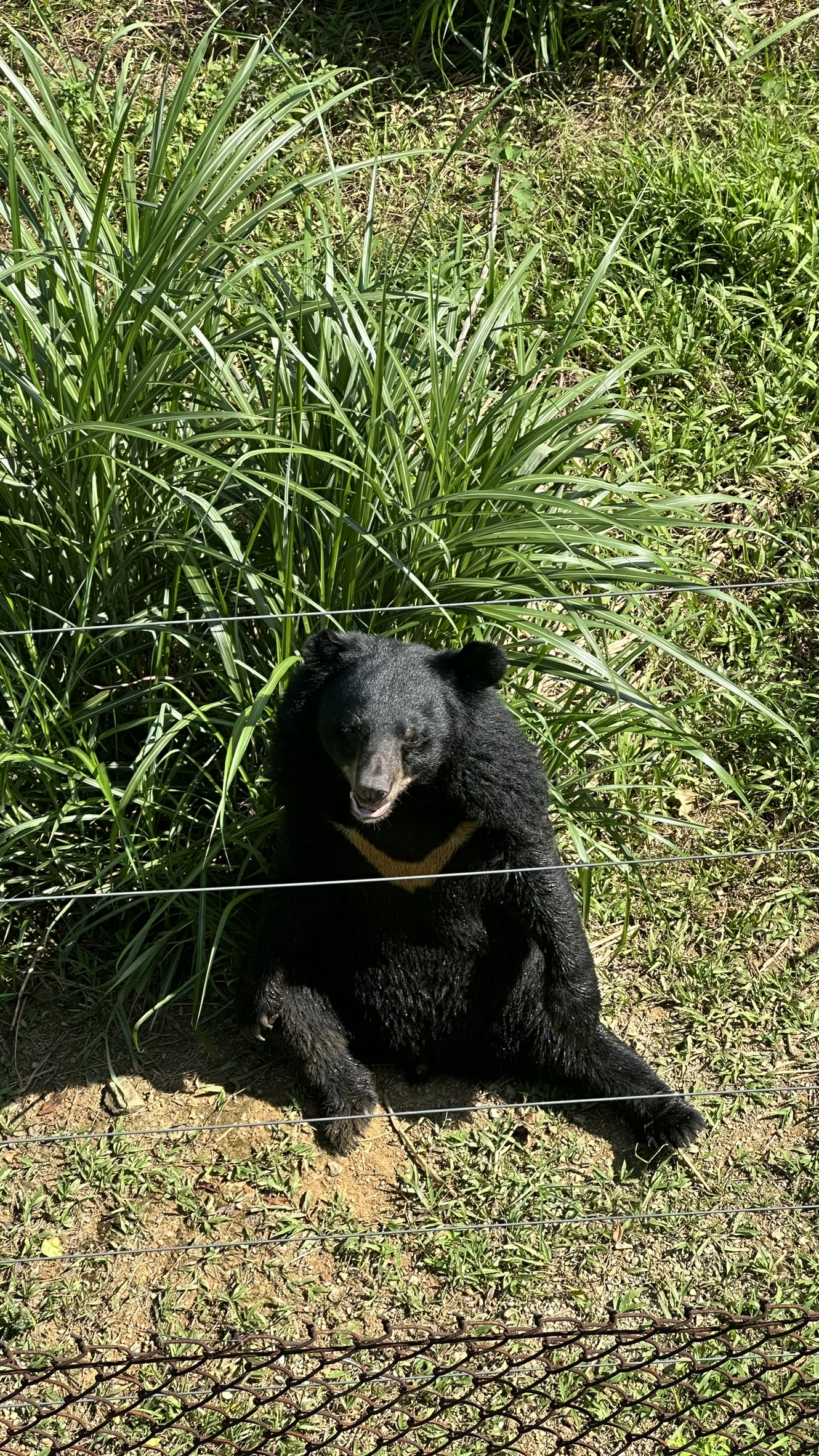 Bear lounging outdoors in a natural habitat enclosure
